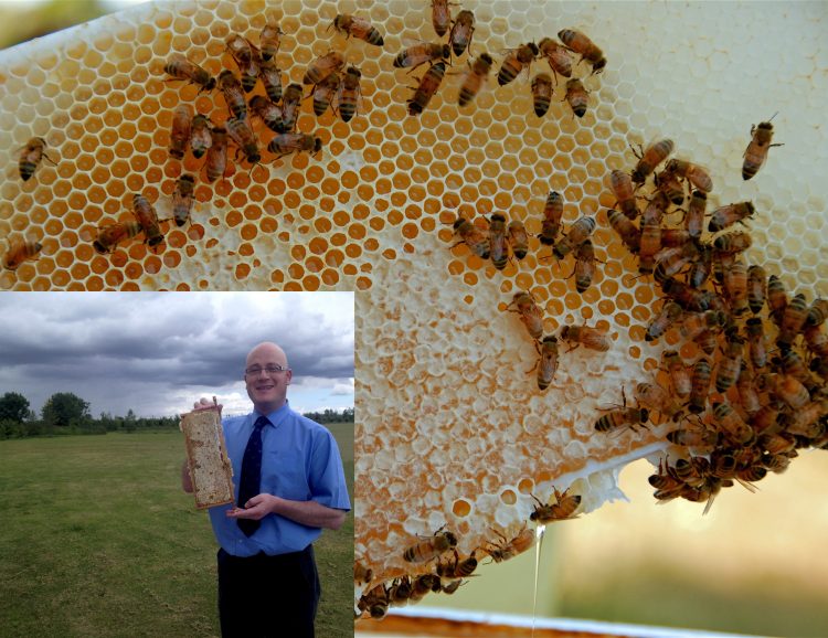 Honey bees, nature's pollinators.