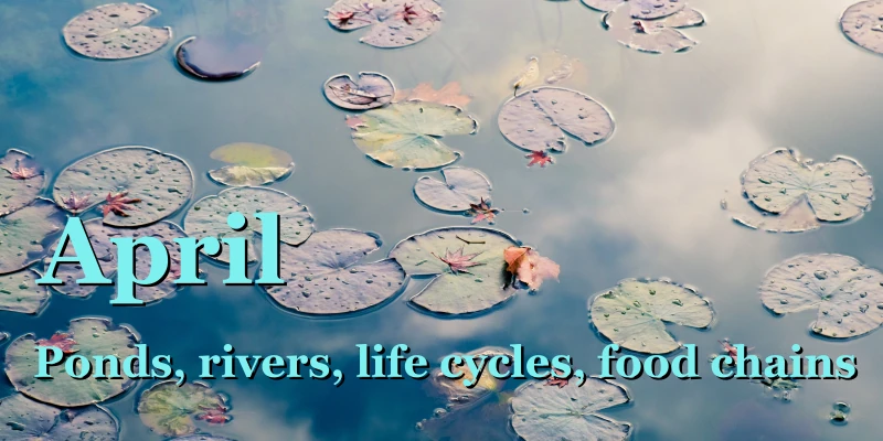 Ponds, rivers, life cycles & food chains