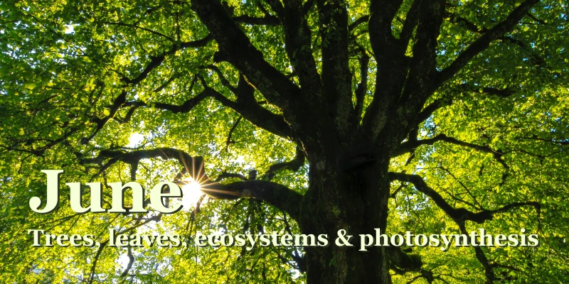 Trees, leaves, ecosystems & photosynthesis