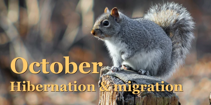 Hibernation & migration 