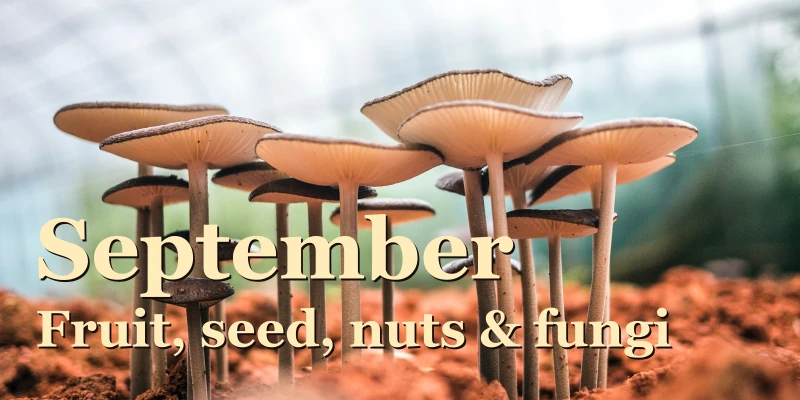 Fruit, seed, nuts & fungi