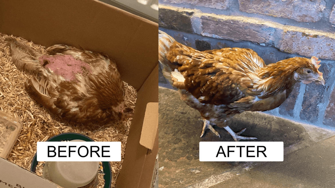 Ruby the chicken, before and after her TLC.